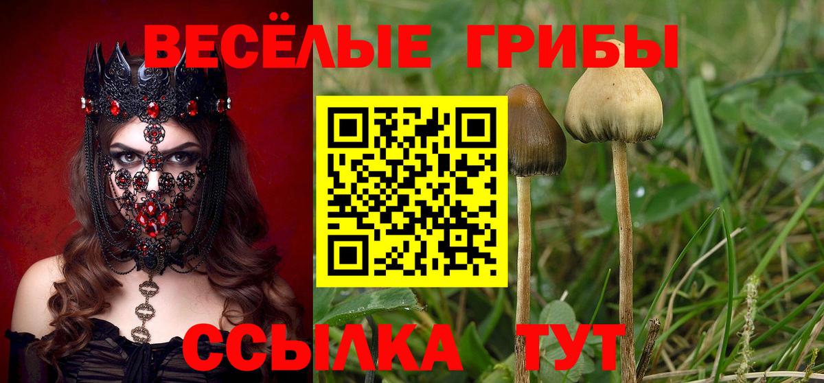 Псилоцибиновые грибы Psilocybine cubensis Люберцы